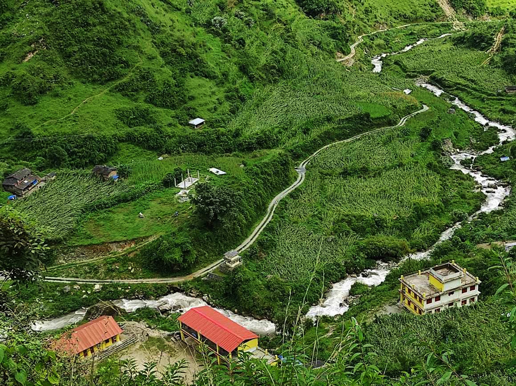 हावाहुरीले मकै बाली नष्ट